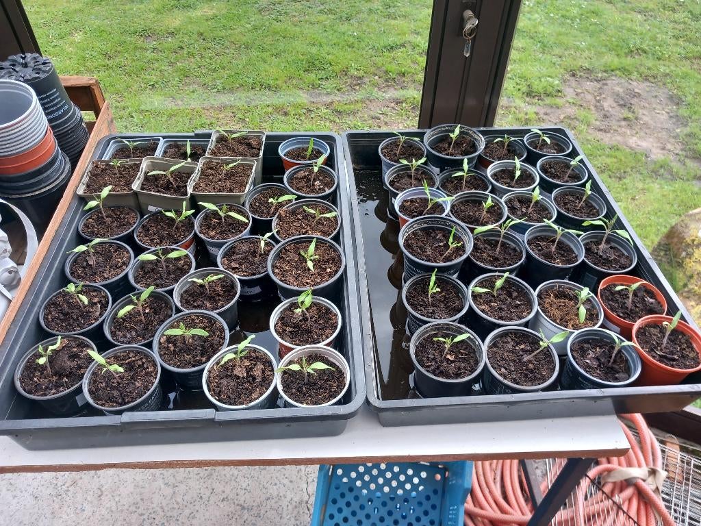 Plants de tomates, Jardin & Terrasse, Plantes | Jardin, Annuelle, Plein soleil, Été, Enlèvement