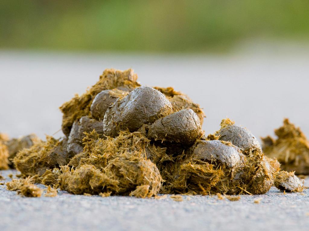 Gratis paarden mest, Ophalen, Mest