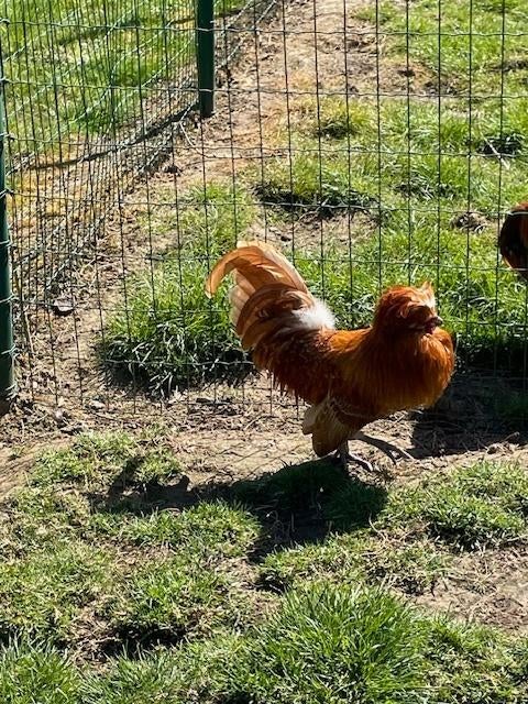 Padua haan, Dieren en Toebehoren, Overige Dieren, April, Mannelijk