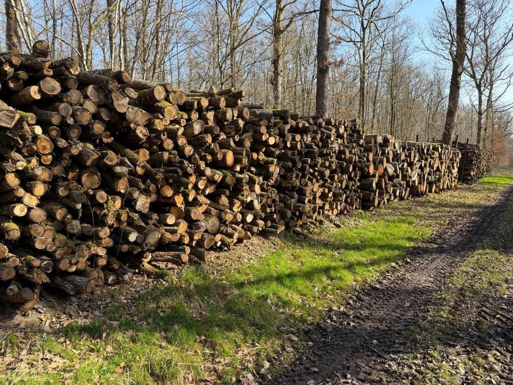 Bois de chauffage - 2 m - prix livré par camion complet, Jardin & Terrasse, Bois de chauffage, Branches, Chêne, 6 m³ ou plus, Envoi