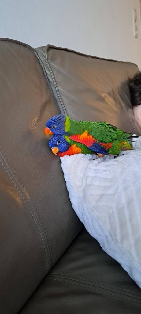 Lori Handtam, Mâle, Perroquet, Domestique