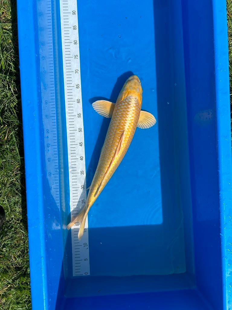 Yamabuki 55cm+, Dieren en Toebehoren, Vissen | Vijvervissen