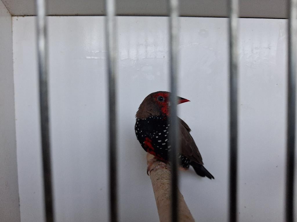 Emblema picta  (geschilderde astrilde), Mannelijk, Tropenvogel, Geringd