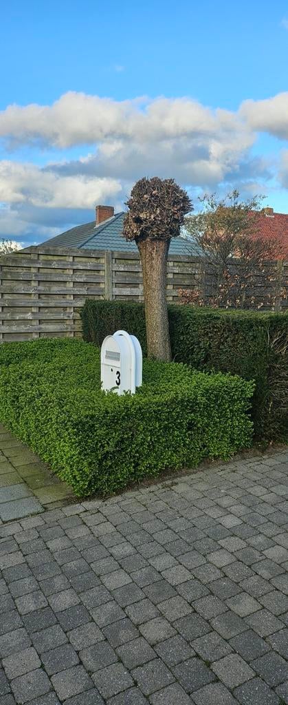 Gratis boom en planten, Tuin en Terras, Planten | Bomen, Ophalen