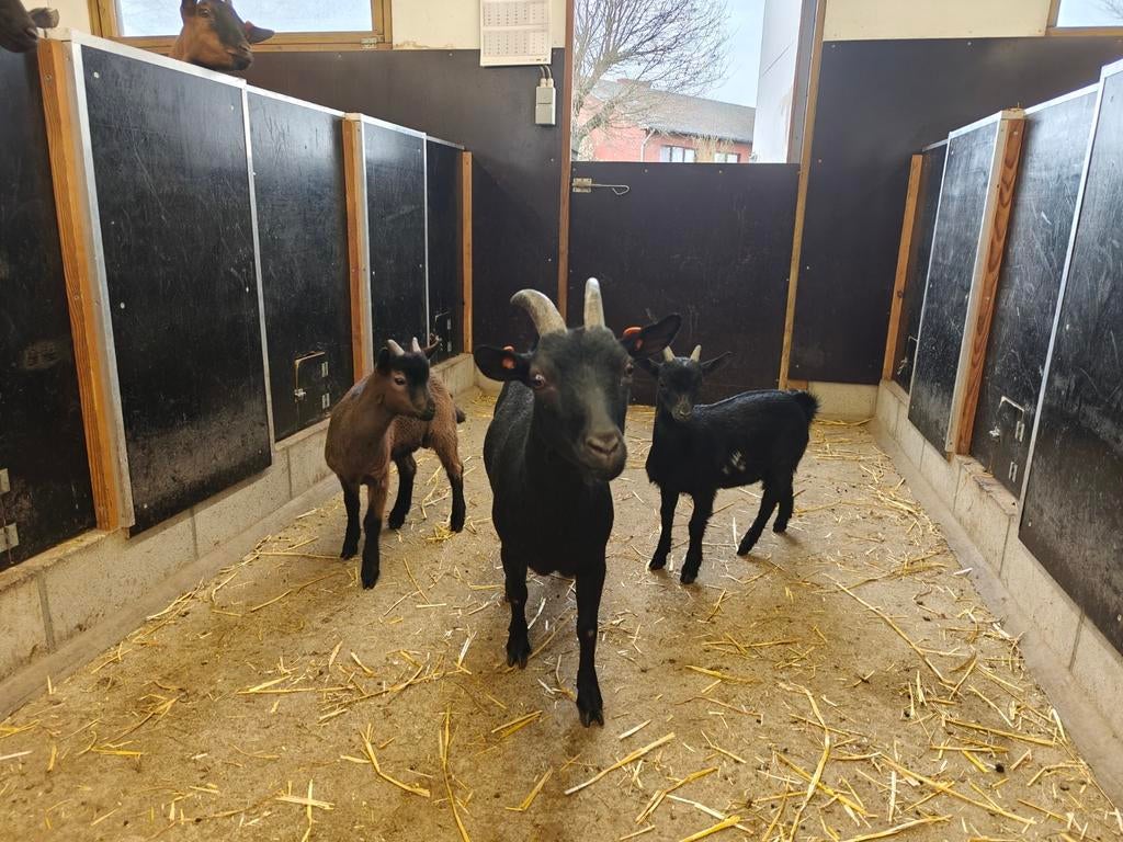 Dwerggeitje samen met haar 2 gecastreerde boklammetjes, Dieren en Toebehoren, Schapen, Geiten en Varkens