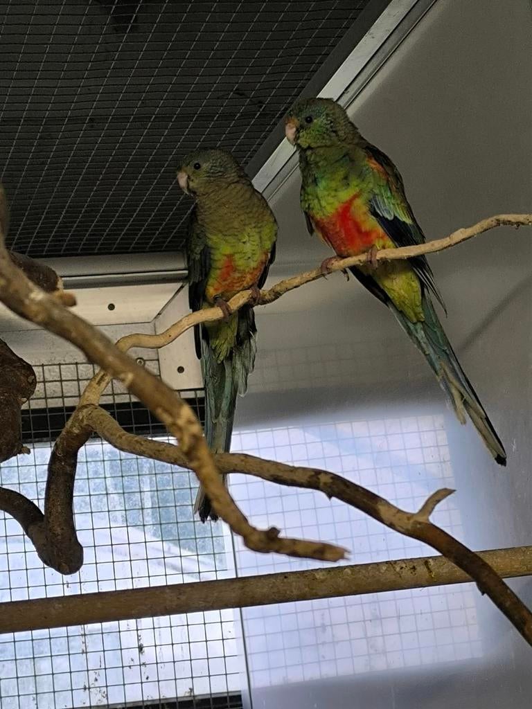 Veelkleur parkieten voor te ruilen, Dieren en Toebehoren