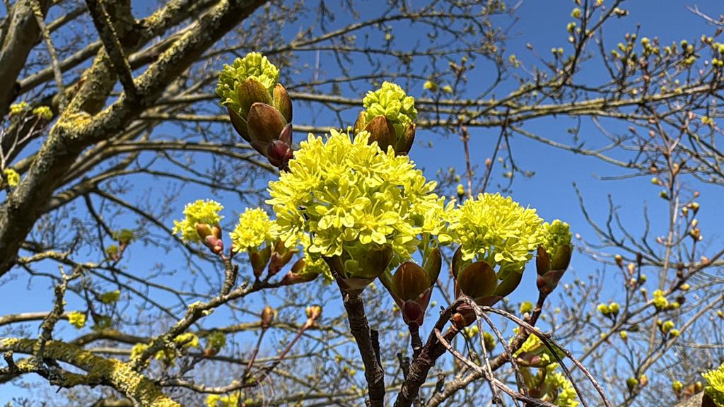 Noorse esdoorn, Tuin en Terras, Ophalen, In pot
