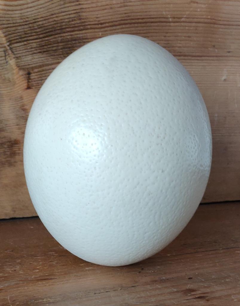 Beau, naturel et décoratif : un œuf, Enlèvement, Utilisé