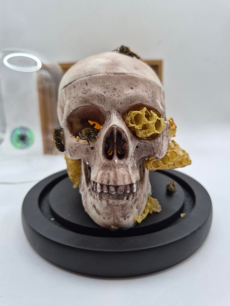 Cabinet de Curiosités BeeSkull, Enlèvement