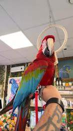 Gezocht groenvleugel pop, Mâle, Perroquet, Bagué