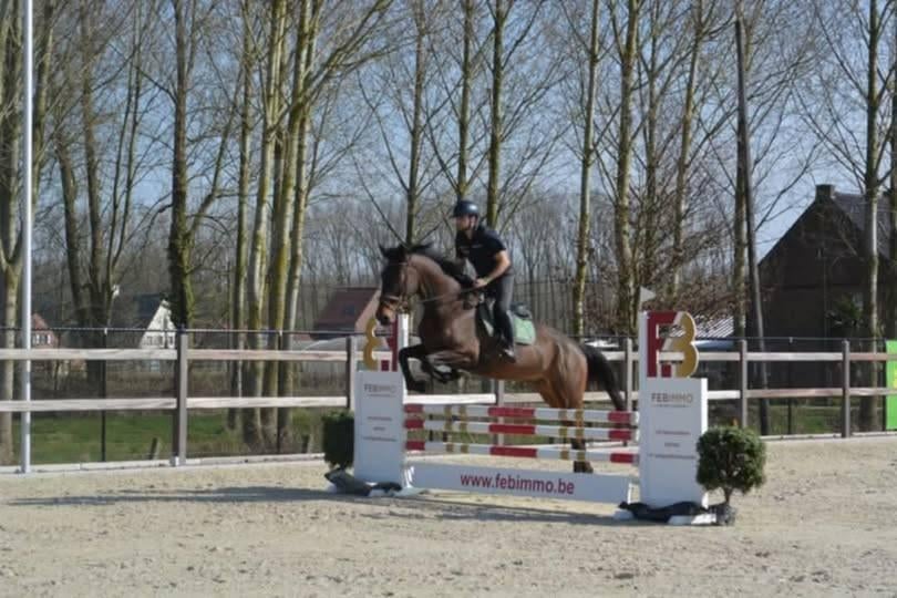 te koop ruin meyhoeve, Dieren en Toebehoren, Ruin, 160 tot 165 cm, Met stamboom, 3 tot 6 jaar