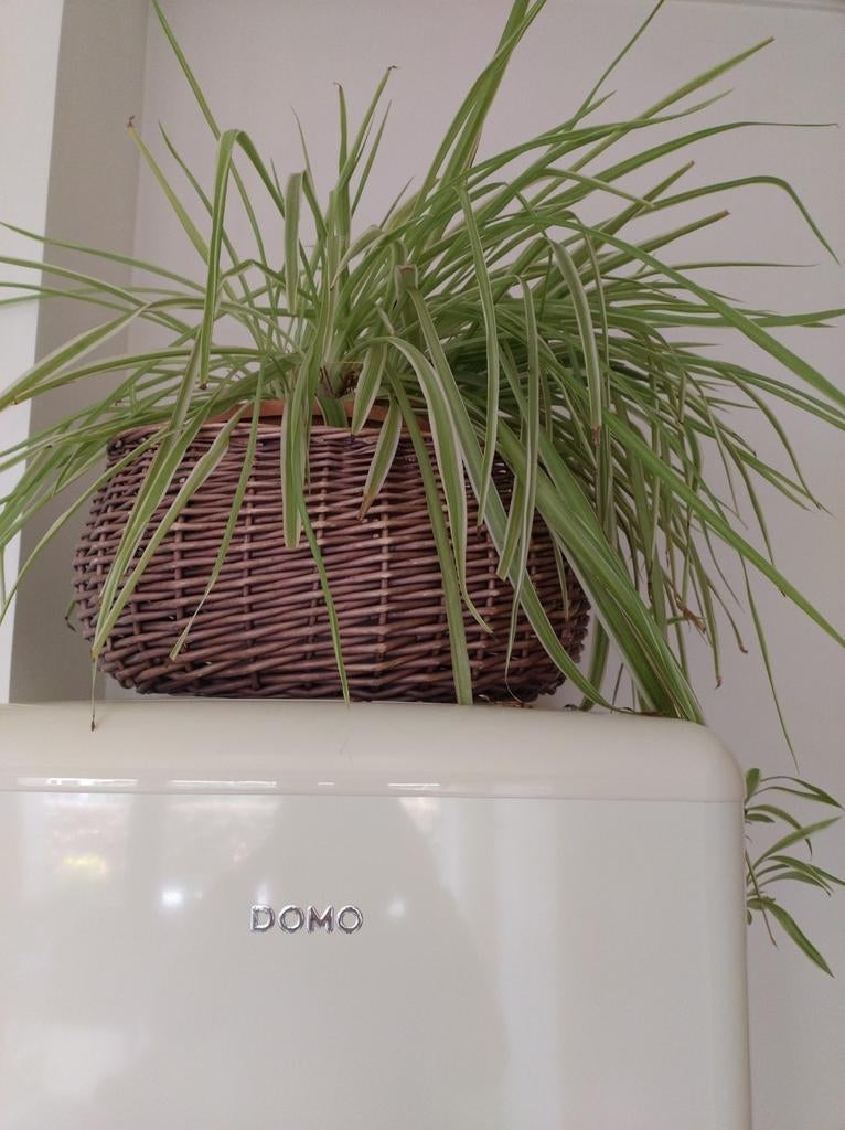 Graslelie in pot, Huis en Inrichting, Kamerplanten, Ophalen of Verzenden, In pot