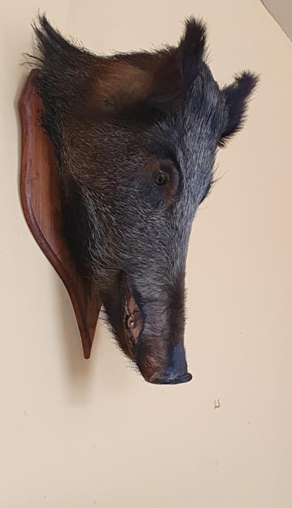 tête de  sanglier, Enlèvement, Utilisé, Animal sauvage, Animal empaillé