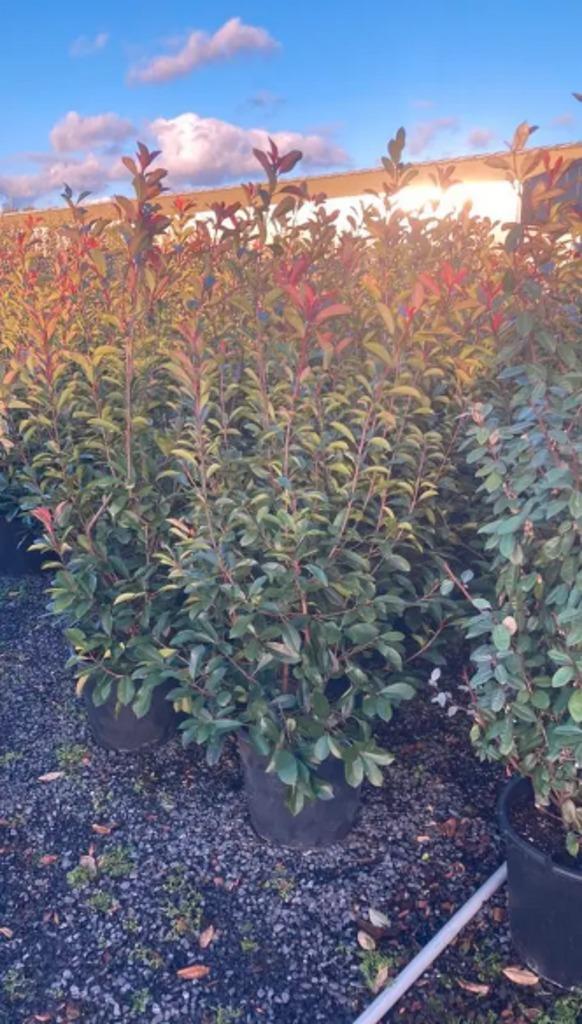 Photinia fraseri 'Red Robin', Hagen en Sierheesters, Jardin & Terrasse, Plantes | Arbustes & Haies, Enlèvement, Haie