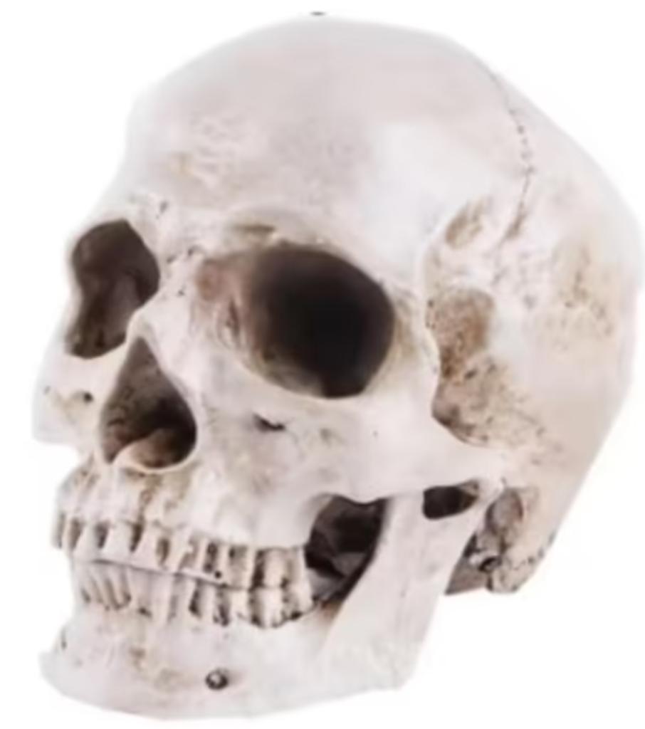Prachtig schedel beeld 1:1 realistisch (19cm), Ophalen of Verzenden, Nieuw