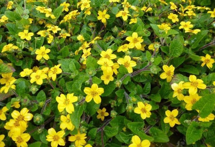 Chrysogonum 'André Viette', Tuin en Terras, Planten | Tuinplanten, Vaste plant, Zomer, Ophalen