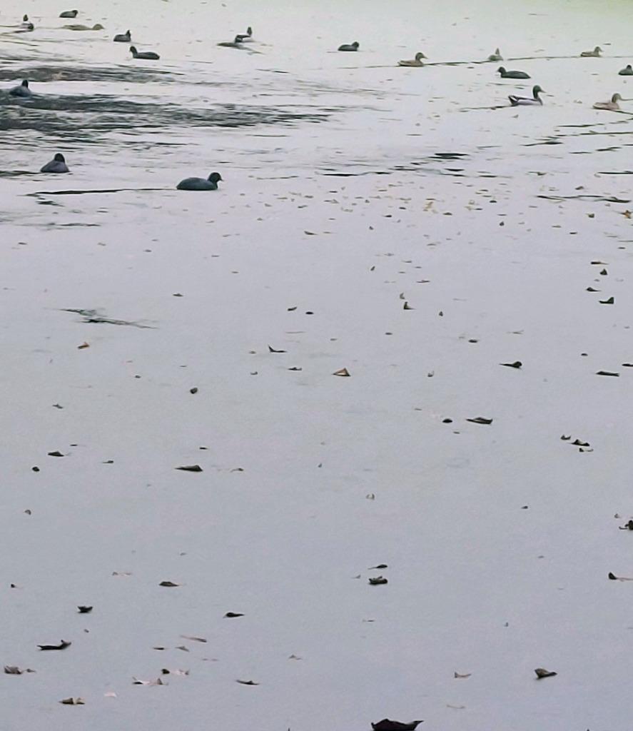 VIJVER, Antiek en Kunst, Verzenden