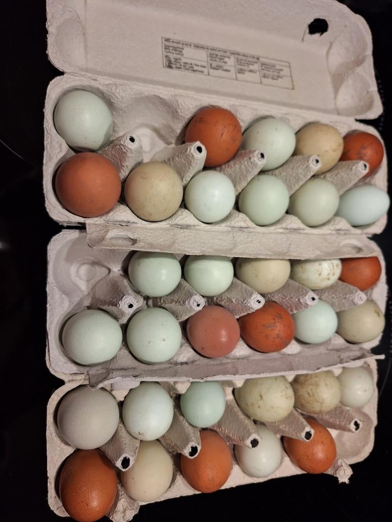 Broedeieren v kleurleggers, Animaux & Accessoires, Volatiles