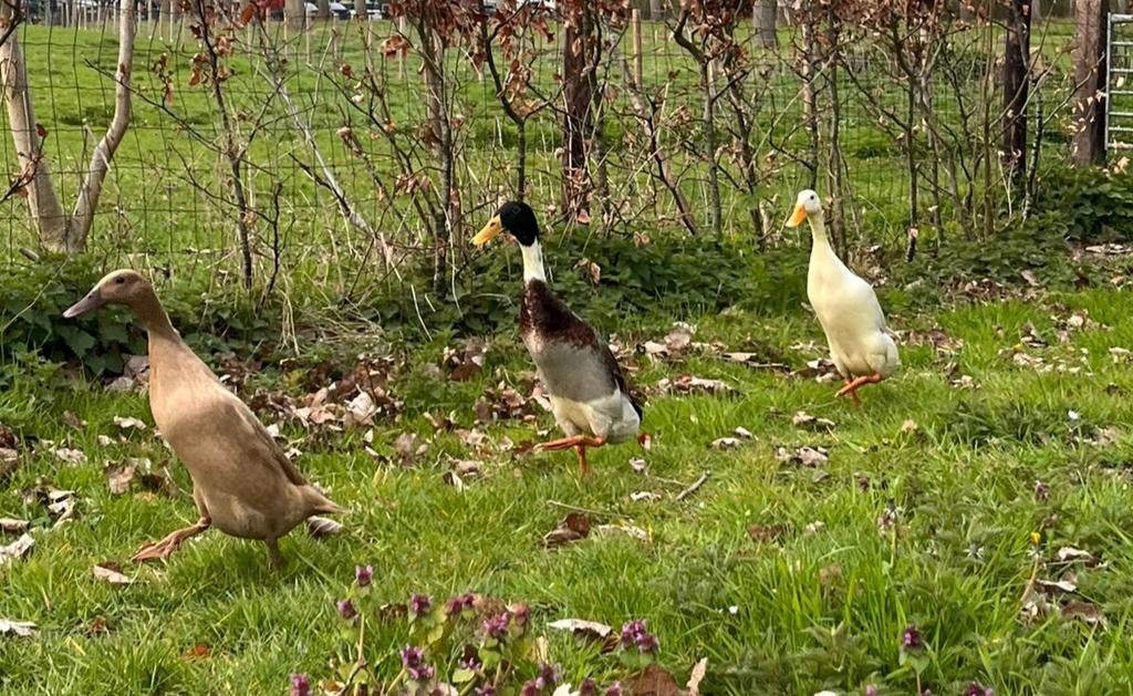 Broedeieren Indische loopeenden, Dieren en Toebehoren, Pluimvee, Eend