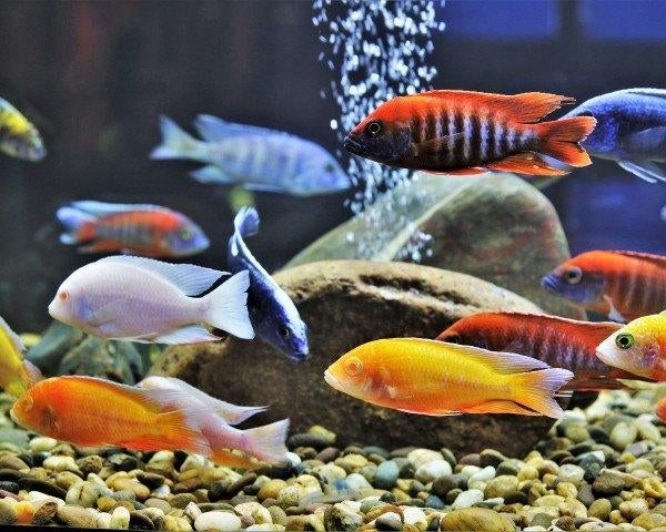 Op zoek naar Malawi cichliden - GRATIS, Dieren en Toebehoren, Vissen | Aquariumvissen, Zoetwatervis, Vis, Schoolvis
