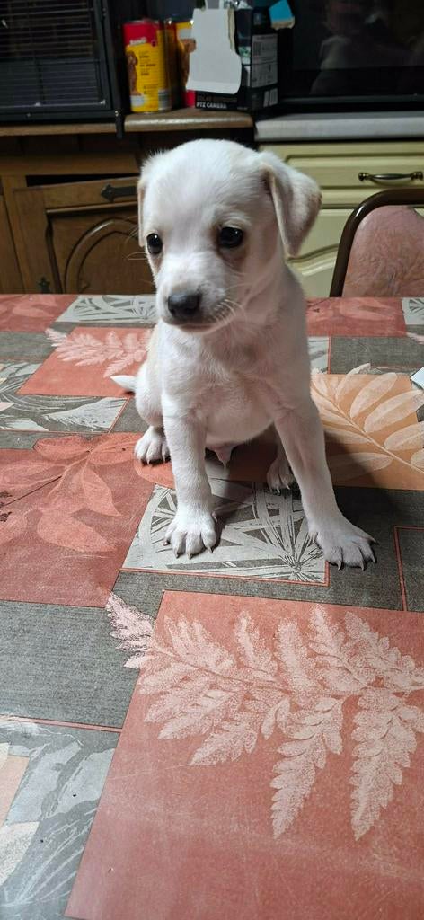 Jackrussel pups, Dieren en Toebehoren, Honden | Jack Russells en Terriërs, België, Parvo, Particulier, Jack Russell Terriër
