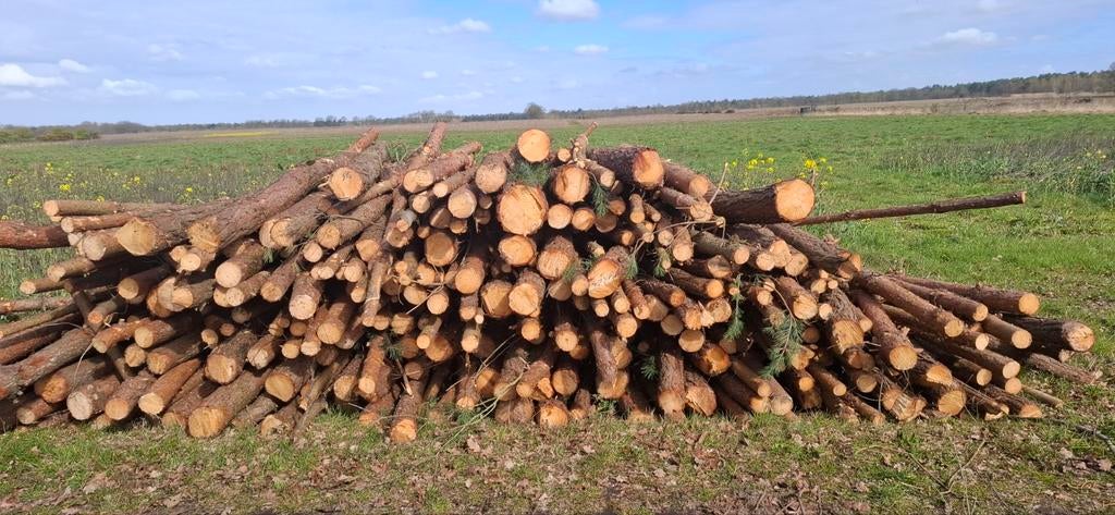 Den en wilg stammen, Ophalen of Verzenden, Stammen