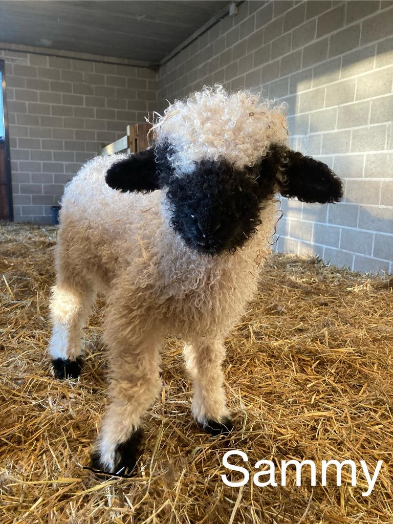 Sammy van ‘t Graanhof, ramlam, Walliser Schwarznase, Mannelijk, Schaap, 0 tot 2 jaar