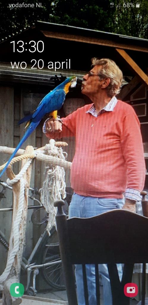 Mooie Tamme Blauw Gele Ara POP van 2021 voor € 1200,-, Dieren en Toebehoren, Vogels | Parkieten en Papegaaien, Vrouwelijk, Papegaai