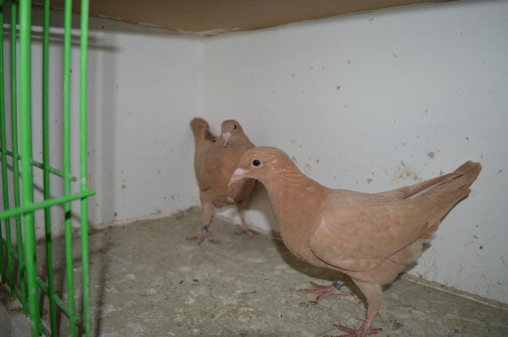 kleurpostduiven, Dieren en Toebehoren, Postduif