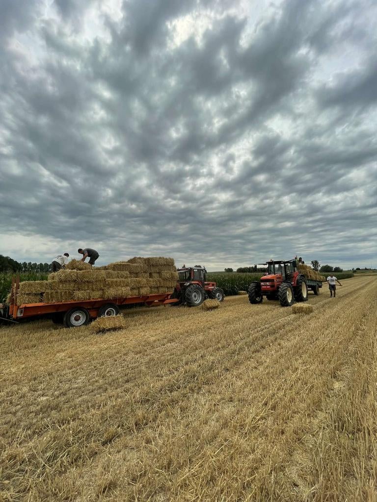 Mooi goud stro 2 euro 50, Dieren en Toebehoren