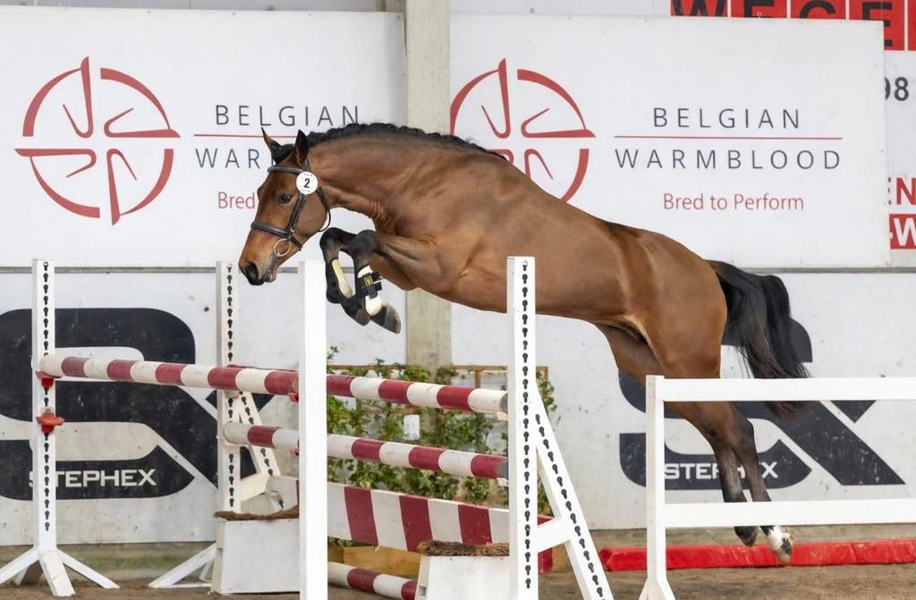 BRp gekeurde hengst ter dekking, Animaux & Accessoires, Chevaux & Poneys | Étalons & Juments poulinières, Étalon