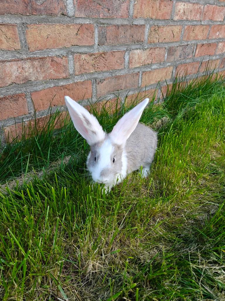 Duitse reus konijnen rammen en voedster, Plusieurs animaux, Grand