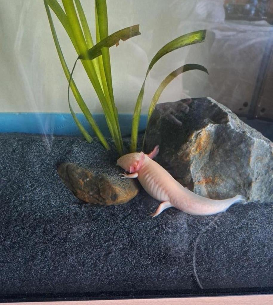 Axolotle albino, Dieren en Toebehoren, Reptielen en Amfibieën