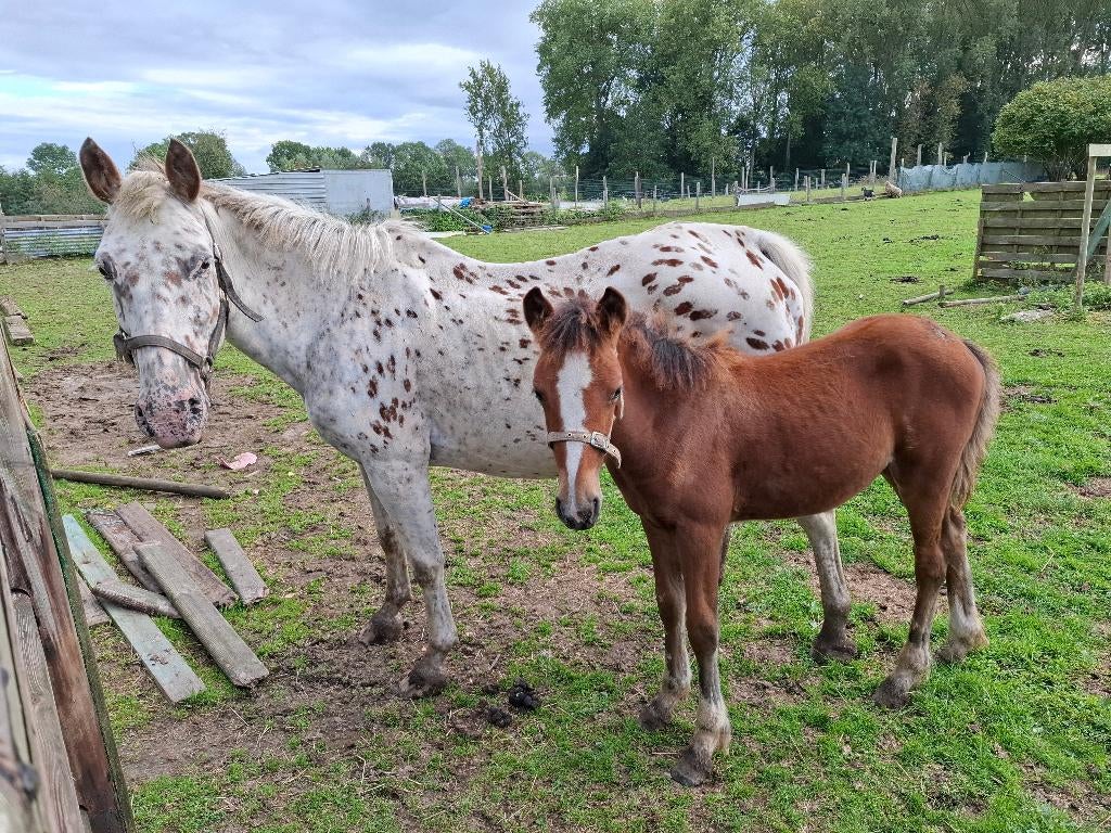 Jument apaloosa leopard + pouliche, Animaux & Accessoires, Chevaux, Jument, Moins de 160 cm, Avec puce électronique, Vermifugé