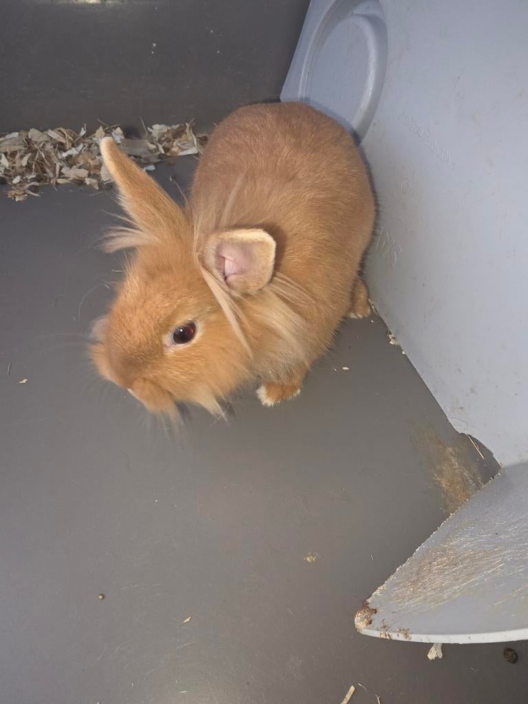 Lapin nain, Animaux & Accessoires, Décembre