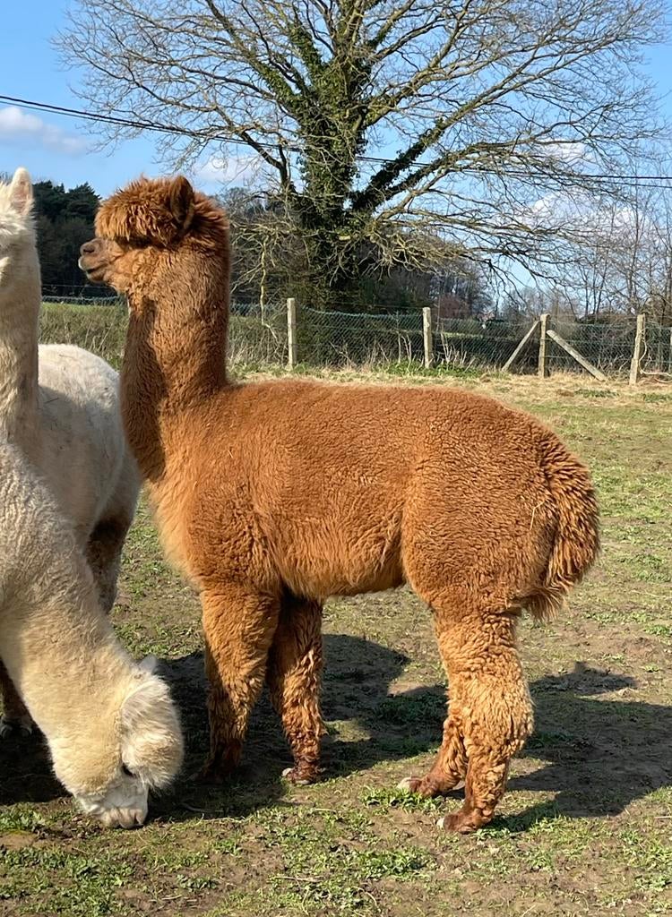 Prachtige dekrijpe fawn alpaca hengst, Dieren en Toebehoren, Overige Dieren, September, Mannelijk