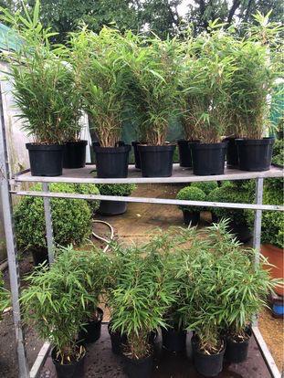 Fargesia rufa vanaf €8 !! Niet woekerende bamboes !, Tuin en Terras, Ophalen