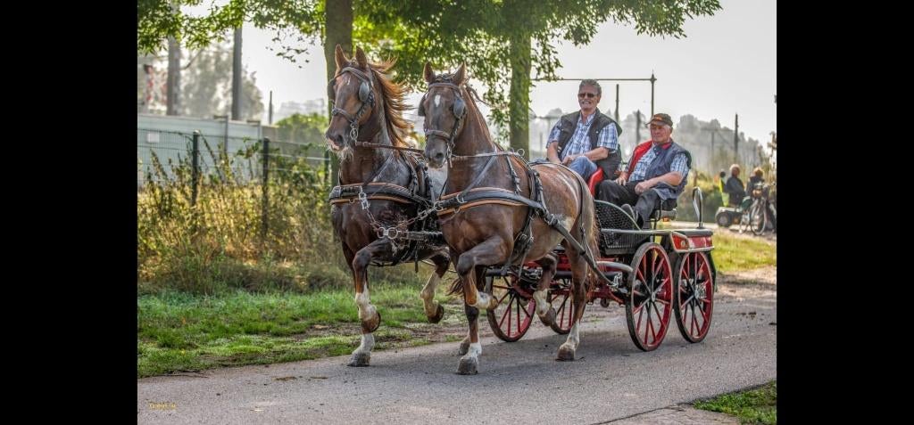 KWPN 2 span/enkelspan *ervaring sinterklaas intocht*, Animaux & Accessoires, Chevaux, Jument, Z, 160 à 165 cm, 11 ans ou plus