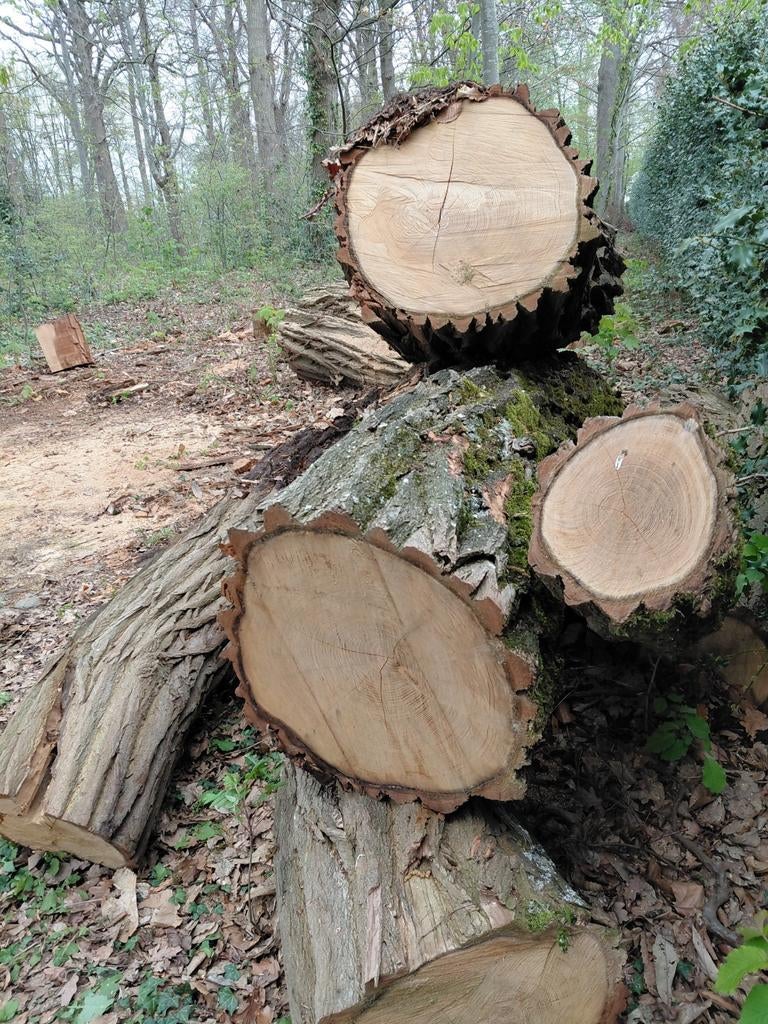 Acacia boomstammen, Ophalen of Verzenden