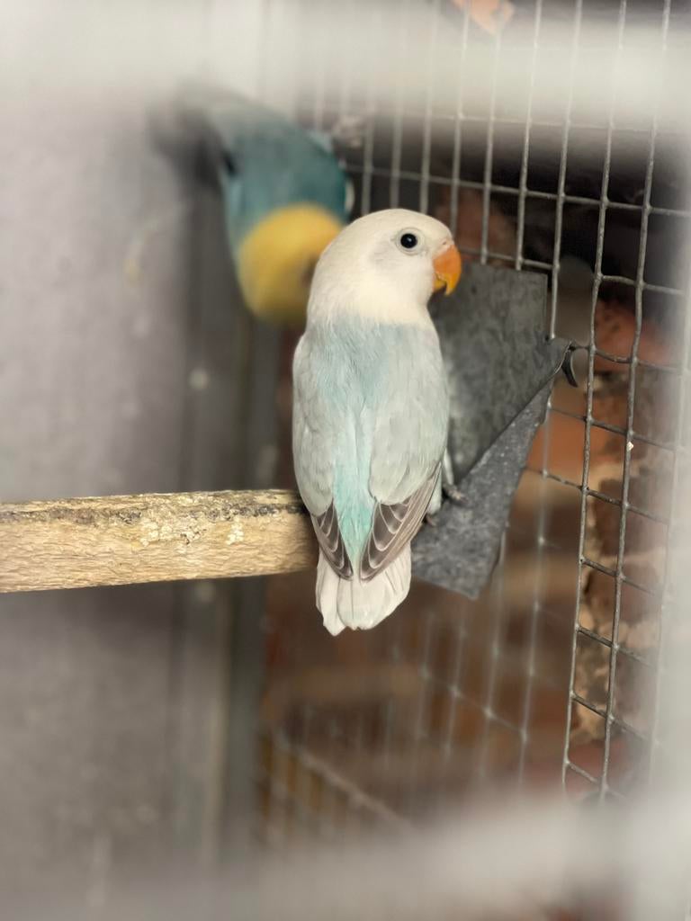 Fischeri opaline dilute bleu, Animaux & Accessoires, Bagué