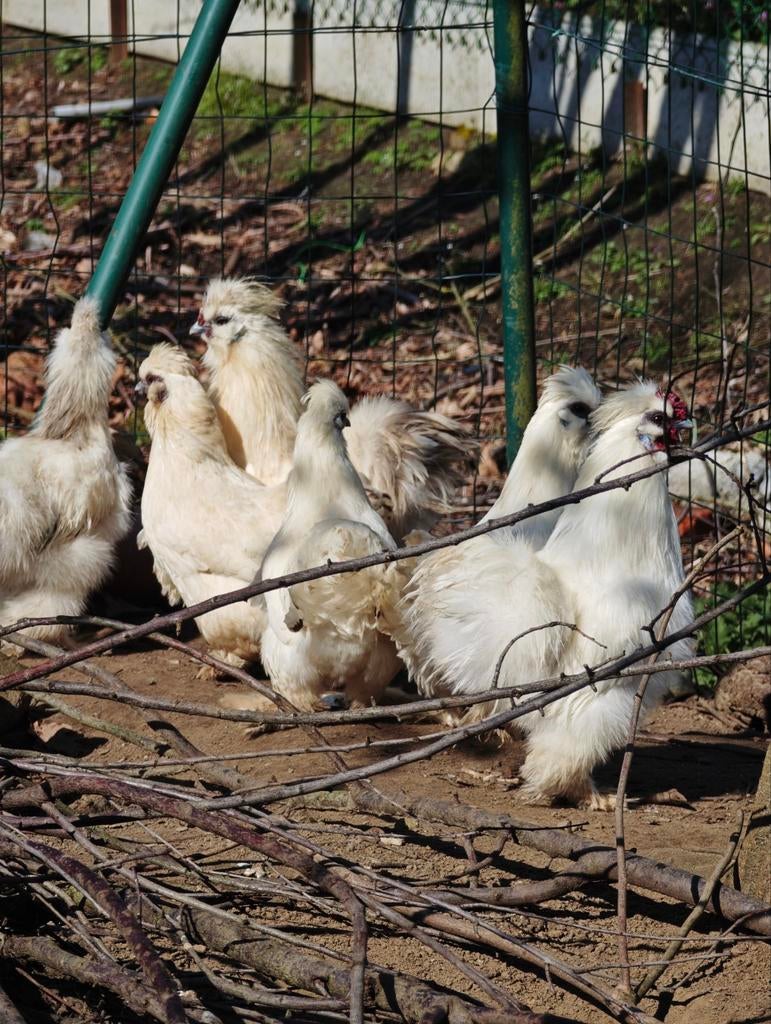 Zijdehoen kriel te koop!, Femelle, Poule ou poulet
