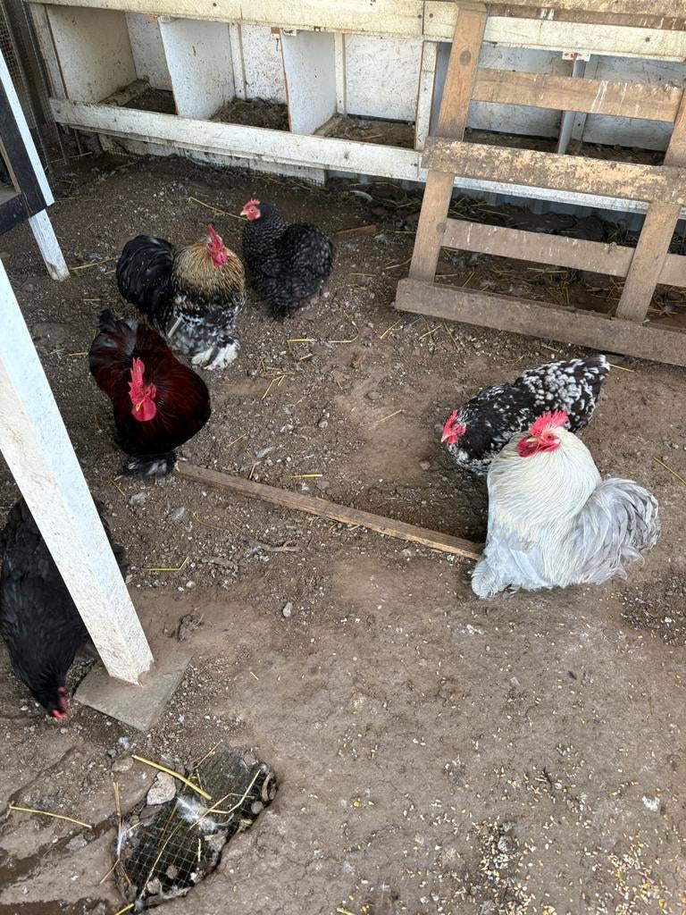 Broedeieren cochin kriel, Dieren en Toebehoren, Pluimvee, Geslacht onbekend, Kip