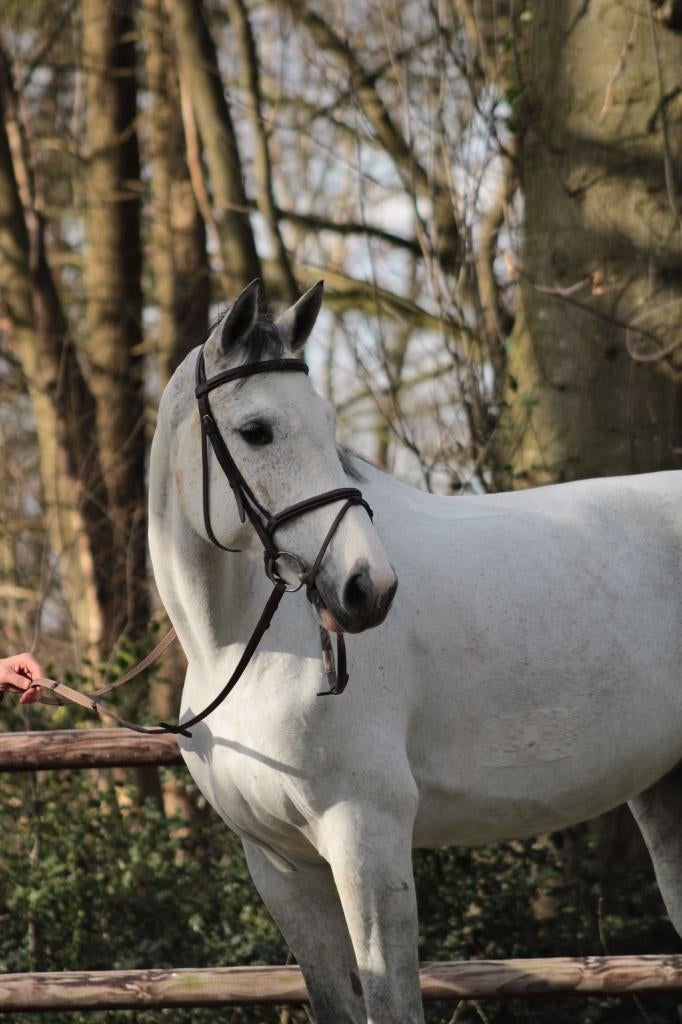 "Javera" Clarimo x Tangelo vd Z fok / sport *stam 1m60 fam*, Animaux & Accessoires, Chevaux, 11 ans ou plus, M, 165 à 170 cm, Cheval de saut