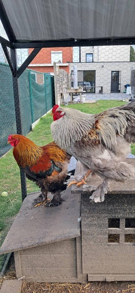 Jonge Brahma hanen te koop, Dieren en Toebehoren, Pluimvee