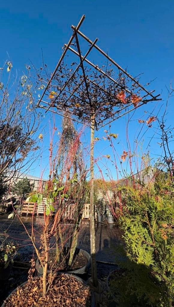 Carpinus betulus dakbomen in verschillende maten, Tuin en Terras, Planten | Bomen, Dakboom, Herfst, Ophalen of Verzenden