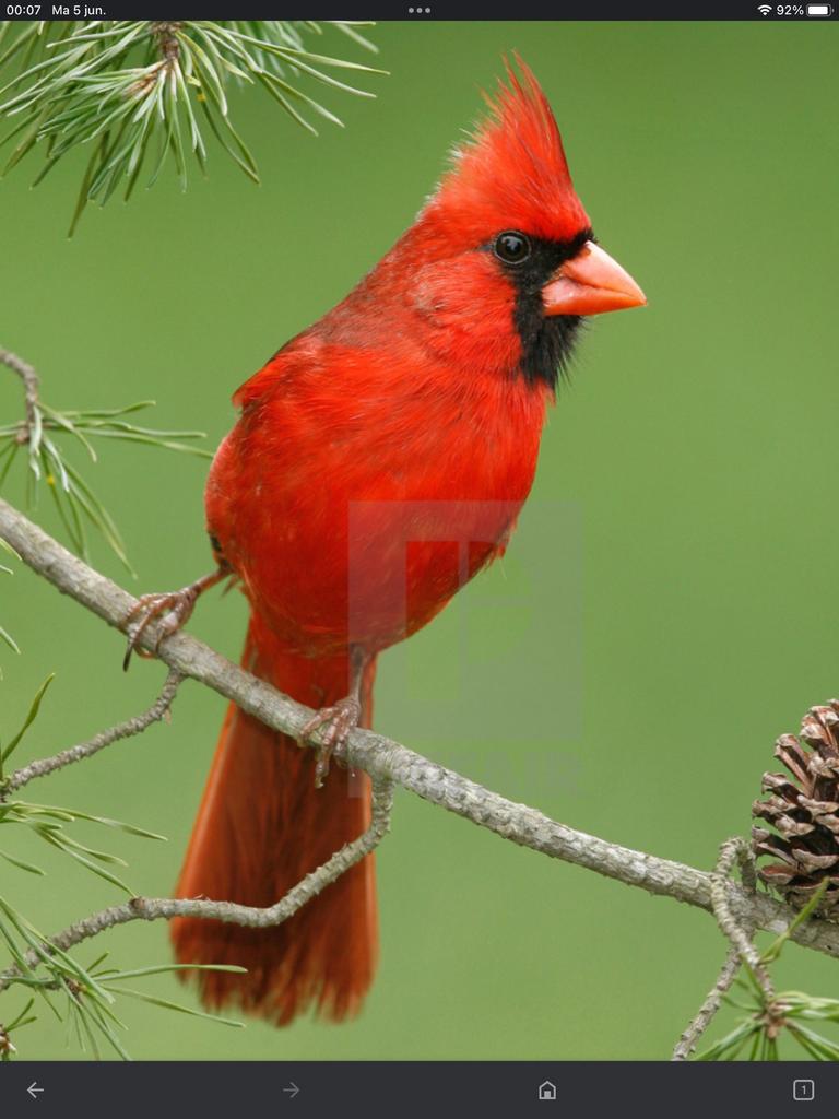 Gezocht: Rode kardinaal pop, Dieren en Toebehoren, Vogels | Overige Vogels, Vrouwelijk, Wildzangvogel, Geringd