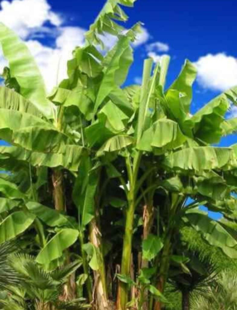 Bananier basjoo, Jardin & Terrasse, Enlèvement