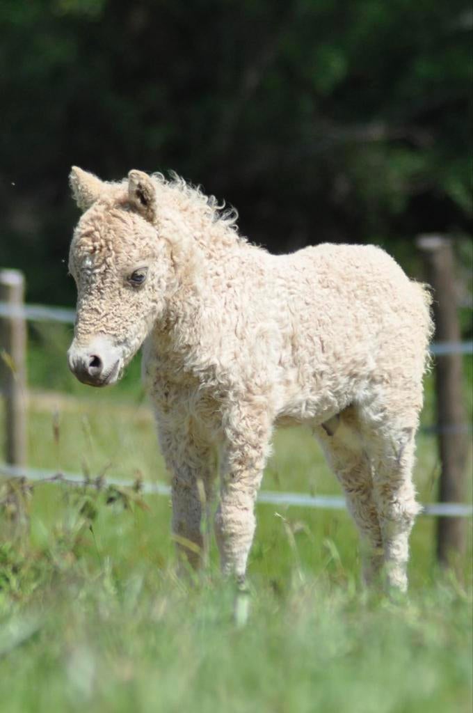 Mini chevaux frisés Amha super spéciaux
