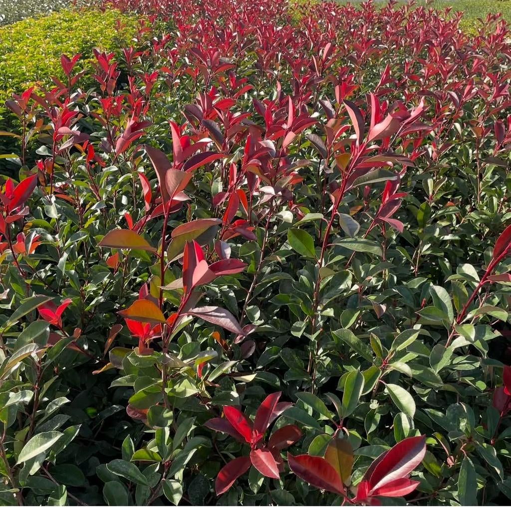 ‼️Photinia red robin aan promoprijzen ‼️, Jardin & Terrasse, Plantes | Arbustes & Haies, Enlèvement, Taxus