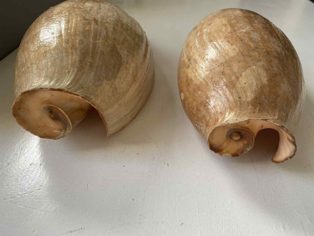 Grote decoratieve zeeschelp 30 cm, Collections, Minéraux & Fossiles, Coquillage(s), Enlèvement